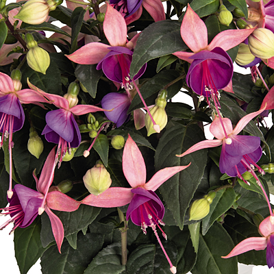 Fuchsia 'Aretes Belfort'