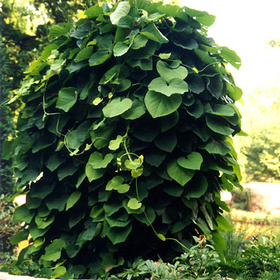 Aristolochia