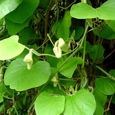 Aristolochia macrophylla