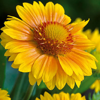 Gaillardia a. 'Arizona Apricot Shades'