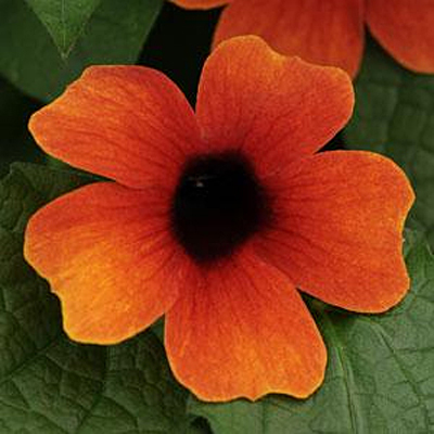 Thunbergia alata 'Sunny Arizona Glow'