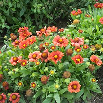 Gaillardia a. 'Arizona Red'