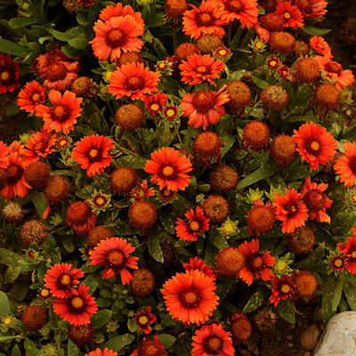 Gaillardia a. 'Arizona Red Shades'