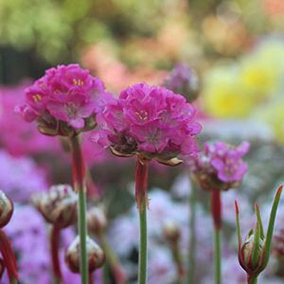Armeria m. 'Splendens'