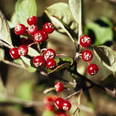 Aronia a. 'Brilliantissima'