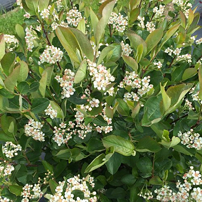 Aronia m. 'Low Scape Hedger'