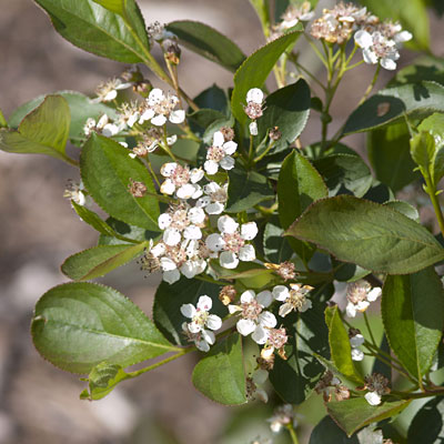 Aronia m. var. elata
