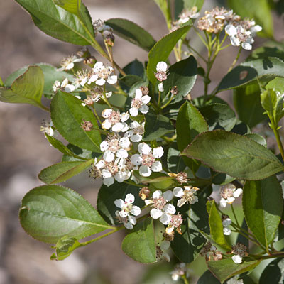 Aronia m. 'Viking'