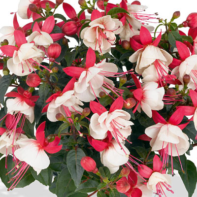 Fuchsia 'Aretes Upright Arroyo Grande'