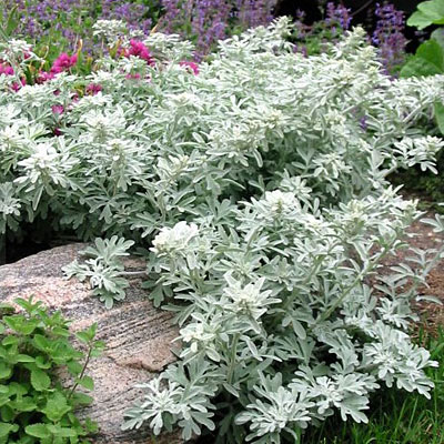 Artemisia st. 'Silver Brocade
