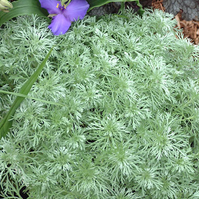Artemisia schmidt. 'Silver Mound'