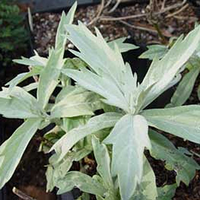 Artemisia ludo. 'Valerie Finnis'