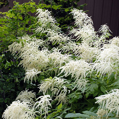 Aruncus dioicus