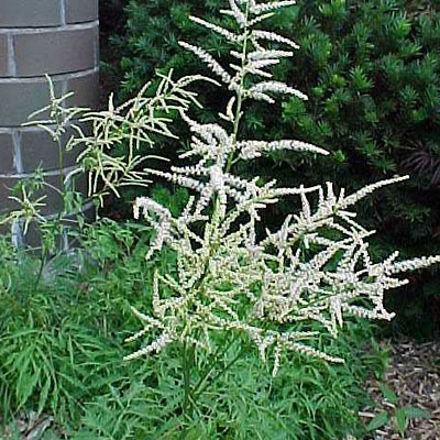 Aruncus dioicus 'Kneiffii'