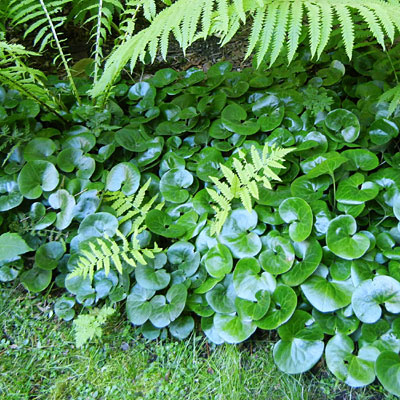 Asarum europaeum