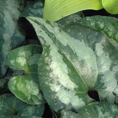 Asarum splendens 'Quicksilver'