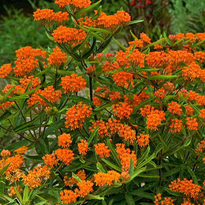 Asclepias tuberosa