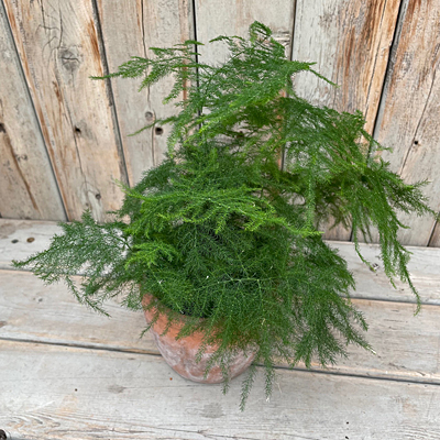 Asparagus setaceus