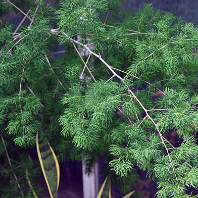 Asparagus retrofractus