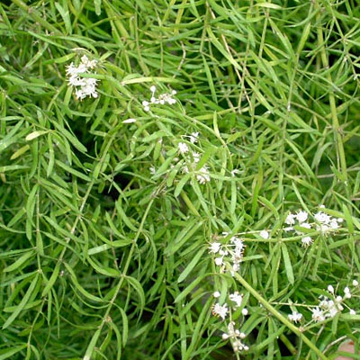 Asparagus densiflorus 'Sprengeri'