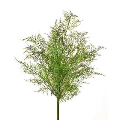 Fern - Natural Touch Asparagus Bush - Green