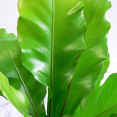 Asplenium nidus