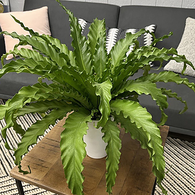 Asplenium antiquum