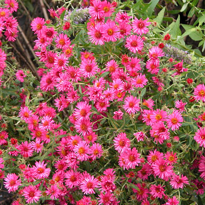 Aster novae-angliae 'Alma Potsche'