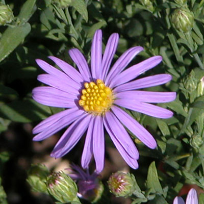 Aster laevis 'Blue Bird'