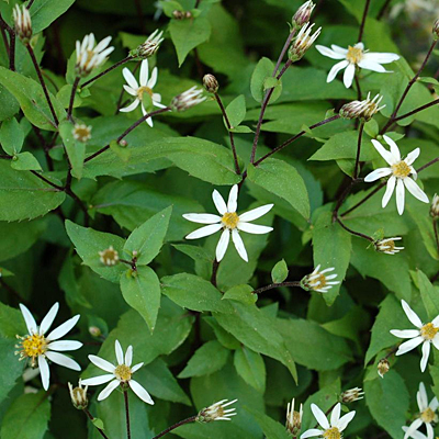 Aster divaricatus