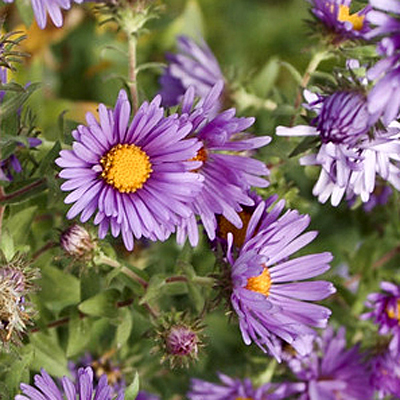 Aster novae-angliae