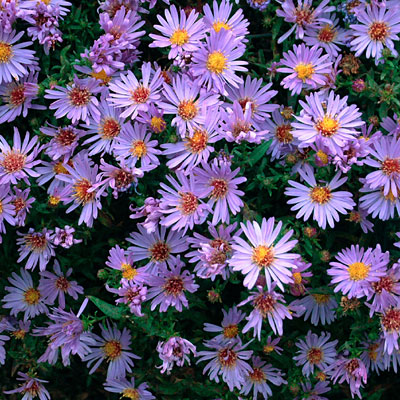 Aster dumosus 'Wood's Light Blue'