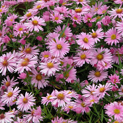 Aster dumosus 'Wood's Pink'