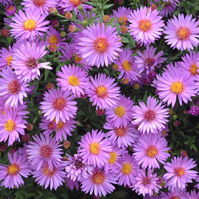 Aster dumosus 'Wood's Purple'