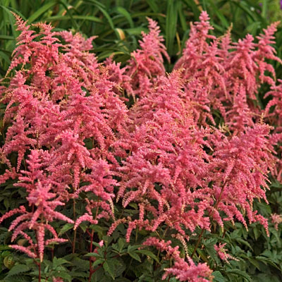 Astilbe a. 'Bressingham Beauty'