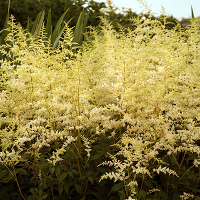 Astilbe a. 'Bridal Veil'