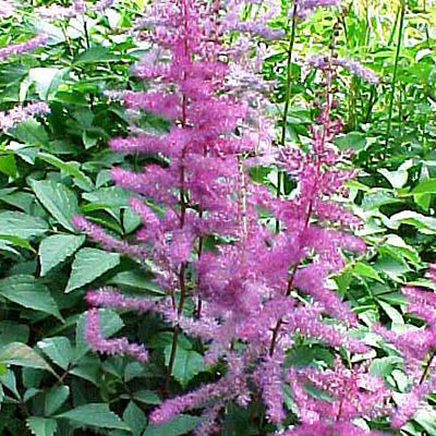 Astilbe a. 'Cattleya'