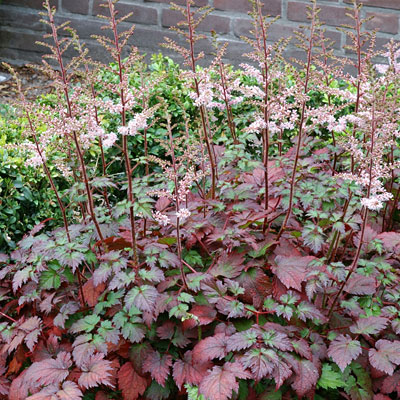 Astilbe x 'Color Flash'