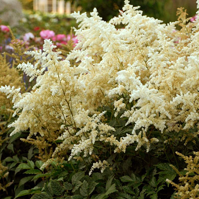 Astilbe j. 'Deutschland'