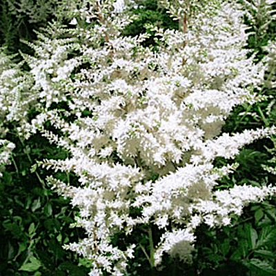 Astilbe a. 'Diamant'