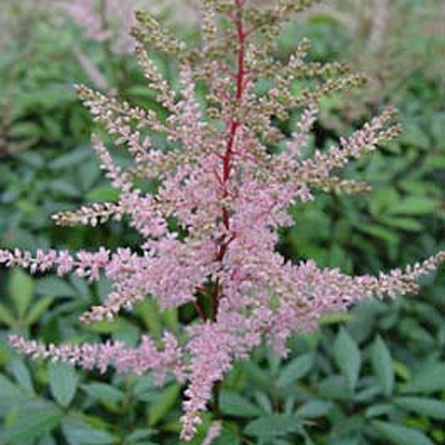 Astilbe x 'Erika'