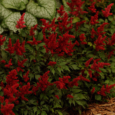 Astilbe a. 'Fanal'