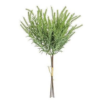 Astilbe Bundle - Green Sage x3