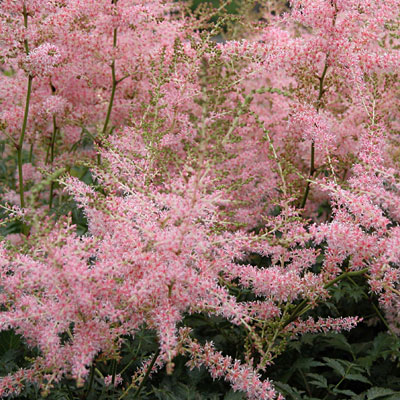 Astilbe s. 'Hennie Graafland'