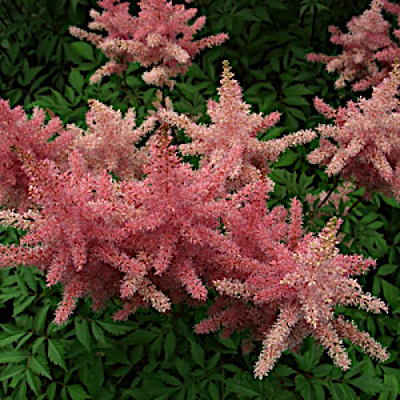 Astilbe x crispa 'Lilliput'