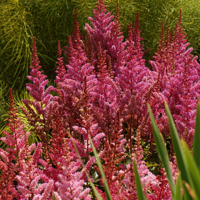 Astilbe c. 'Maggie Daley'