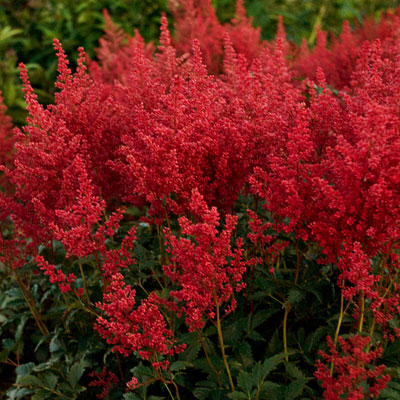 Astilbe j. 'Montgomery'