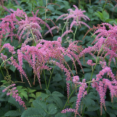 Astilbe t. 'Ostrich Plume'