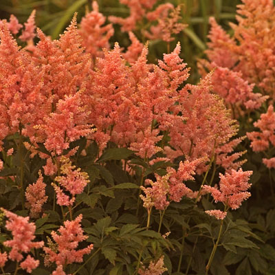 Astilbe j. 'Peach Blossom'