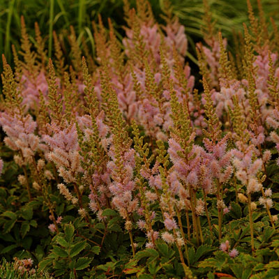 Astilbe c. 'Pumila'